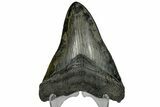 Serrated, Fossil Megalodon Tooth - South Carolina #169208-2